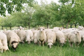 В Смоленской области увеличилось поголовье мелкого рогатого скота и свиней
