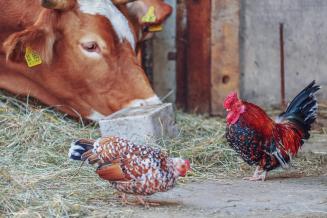 В сельхозорганизациях Тамбовской области в&nbsp;январе&nbsp;— феврале выросло производство скота и&nbsp;птицы на&nbsp;11,4%