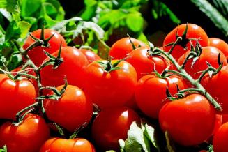 В&nbsp;сельхозорганизациях Мордовии выращено 10,9&nbsp;тыс.&nbsp;т тепличных овощей