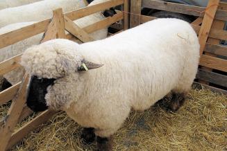 В&nbsp;Карелии выращивают уникальную для России породу овец 