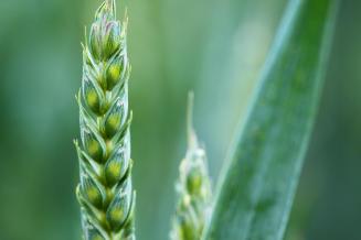 В&nbsp;Аргентине разрешили выращивать ГМ-пшеницу