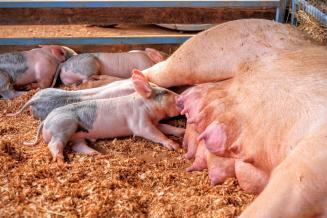 Производители снижают цены на свиней в конкурентной борьбе