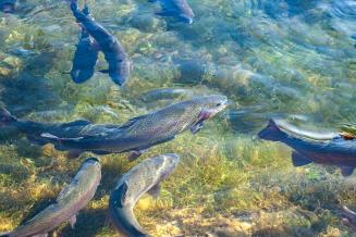 В 2021 году Карелии выращено порядка 35 тыс. т продукции аквакультуры