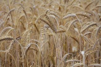 Запасы зерна в сельхозорганизациях РФ к&nbsp;1&nbsp;апреля превысили 16,3&nbsp;млн&nbsp;т